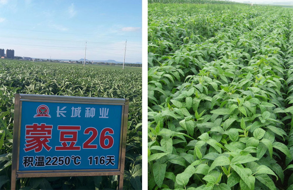 1766020990314327.jpg 1553763601297499.jpg